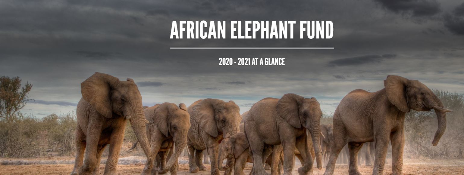 African Elephant Fund 2020 - 21 Newsletter